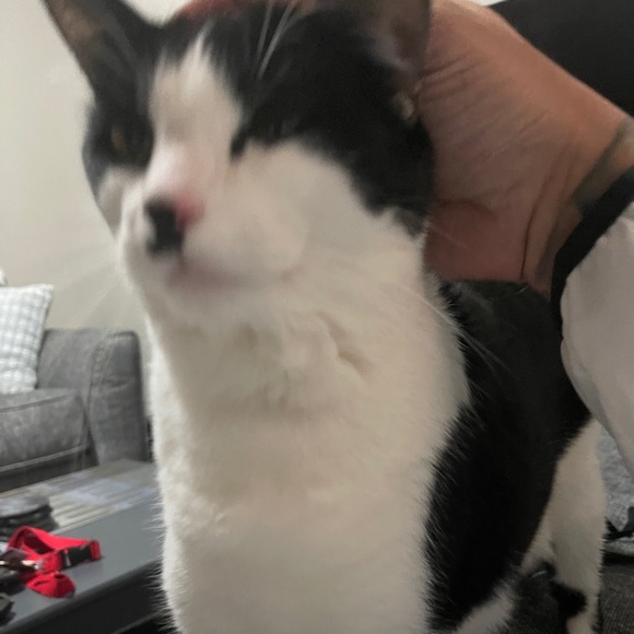 Meet your Posher, Joshua - Picture 1 of 1